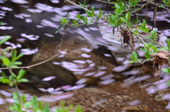 春の宴