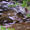 春の宴