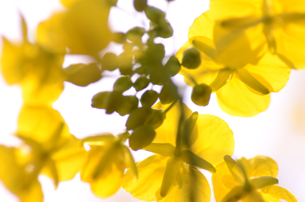 菜の花火