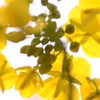 菜の花火