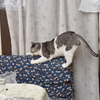 まだまだやんちゃ
