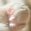 ふんわりにくきゅう