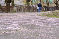 SAKURA　Road