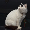 フクちゃんポートレイト