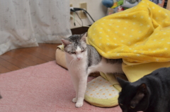 テント生活