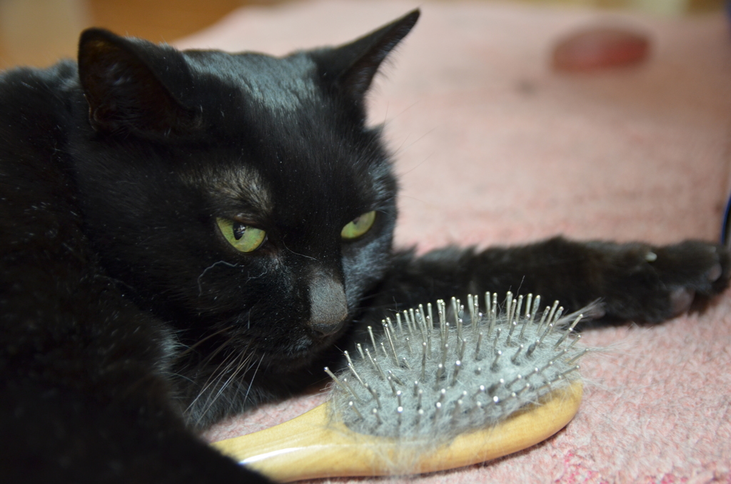 ブラシの守り猫