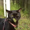 1番、「私と猫じゃらし」、歌います♪