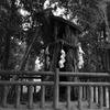 糺の森