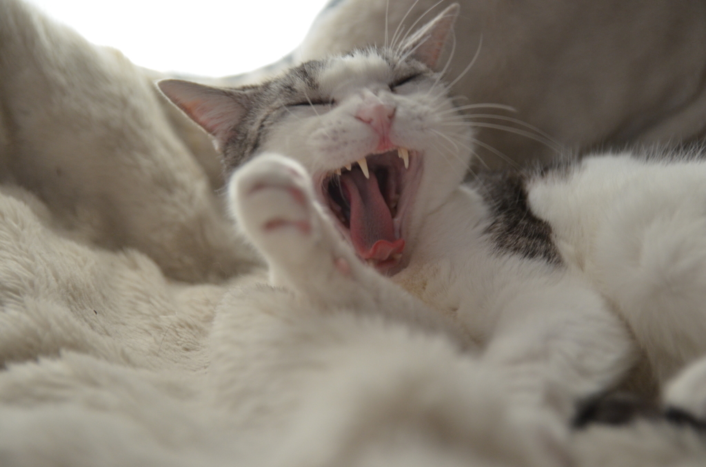 まだまだ眠いにゃん