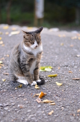 秋にゃんこ