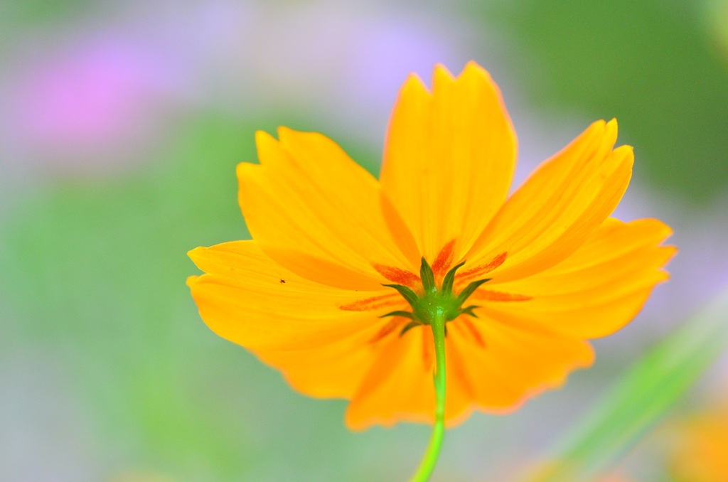 花のキャンバス