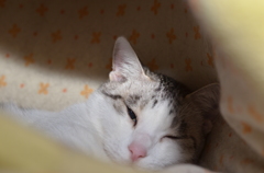 きのこハウス内部