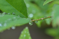 珠玉の雨