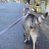 わんだばだわんだばだわんだばだ♪