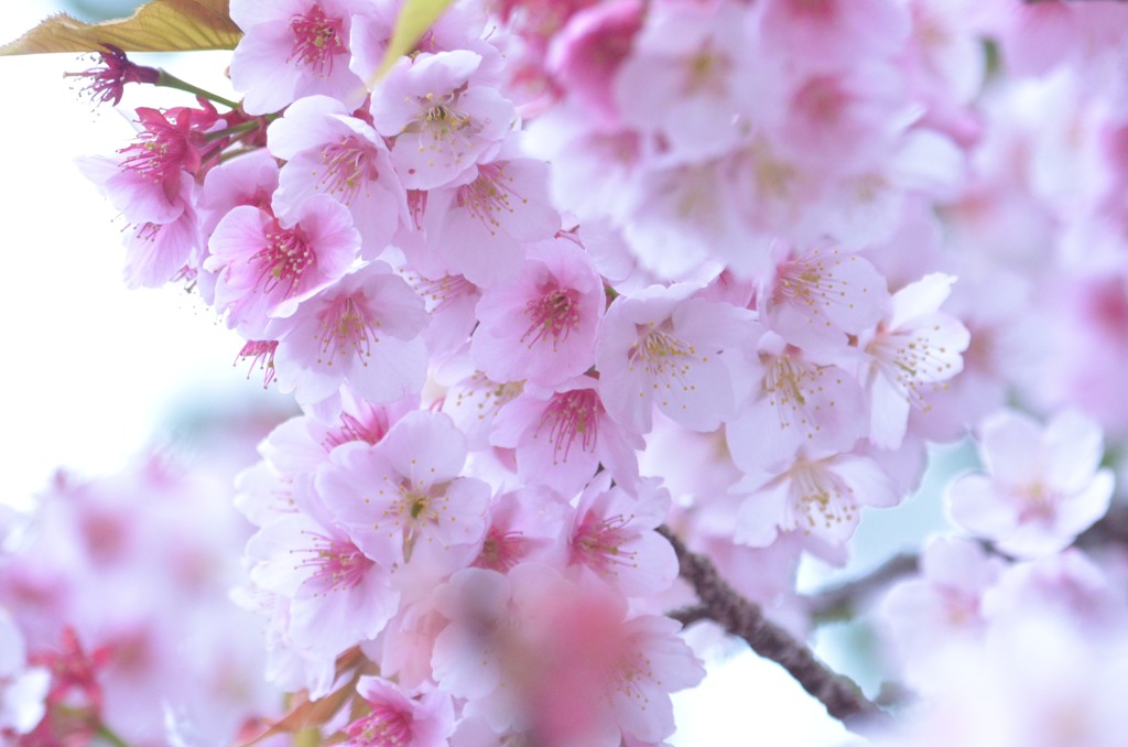 桜花