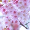 桜花