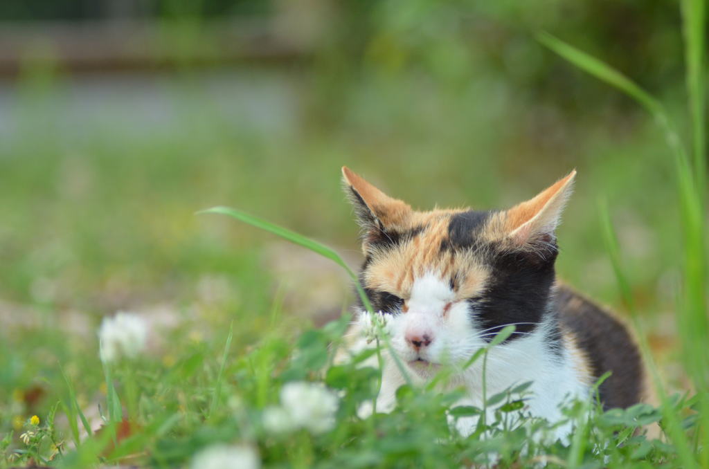 シロツメクサと♪