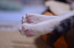 はみ出し系