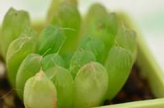 多肉植物の世界