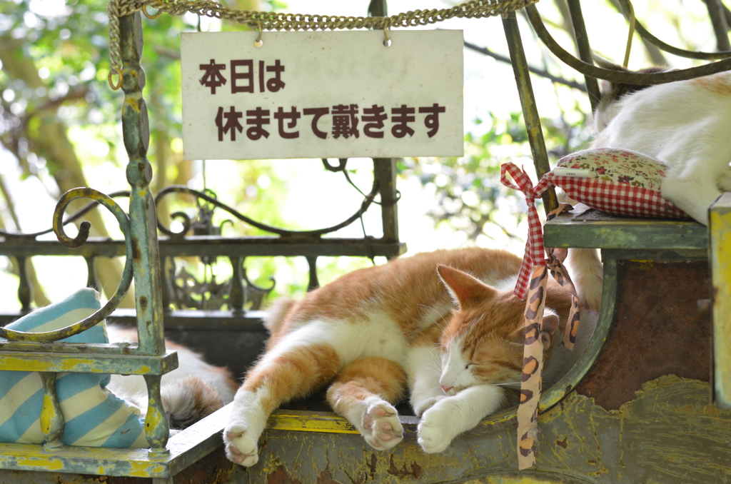 本日は休ませていただきます