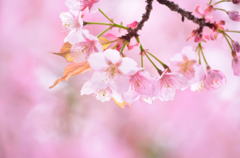 sakura　crown