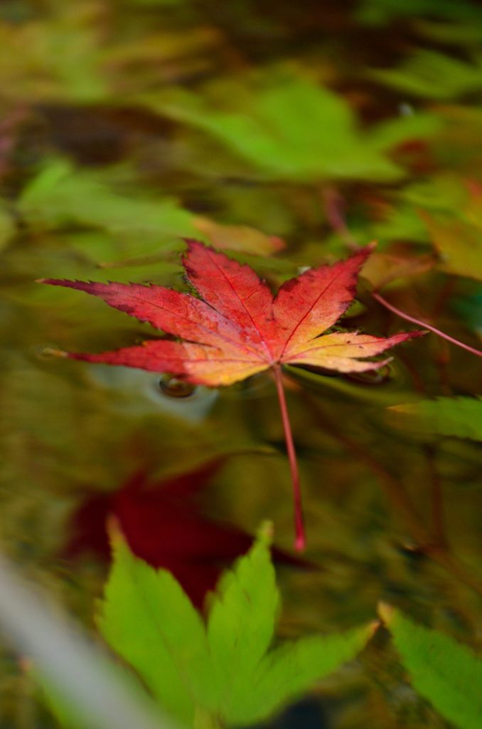 紅葉の旅