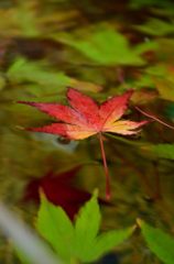 紅葉の旅