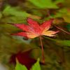 紅葉の旅