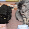 母子の食卓