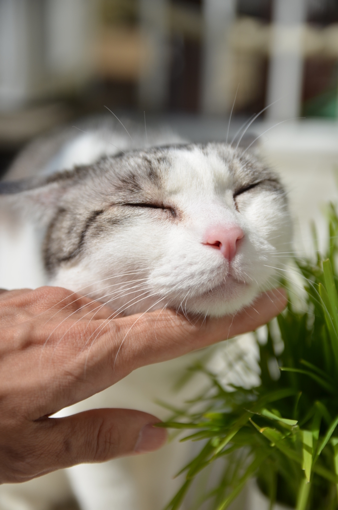 草たべたいのに