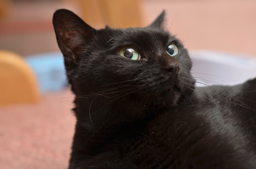 おすましちゅう