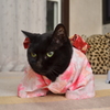 着物でご挨拶１