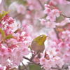 春の唄