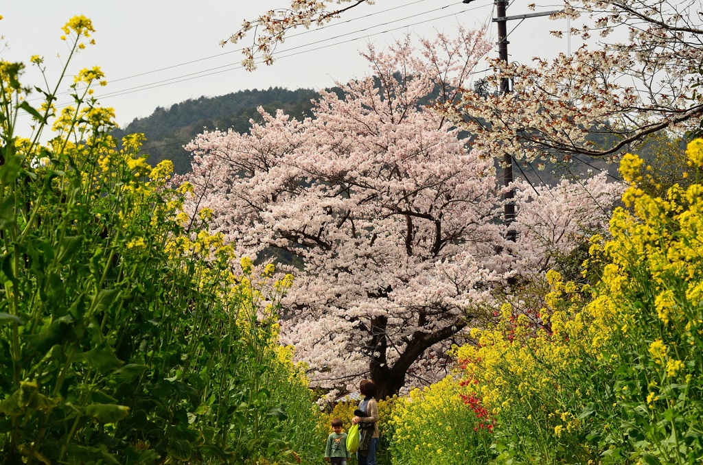 親子で歩く春