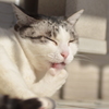 お日様のお味は？