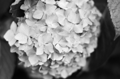 紫陽花