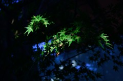 青紅葉