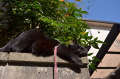 クロちゃんの散歩