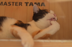 今日も忙しいニャ