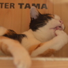 今日も忙しいニャ