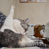 エアロビ中にゃ