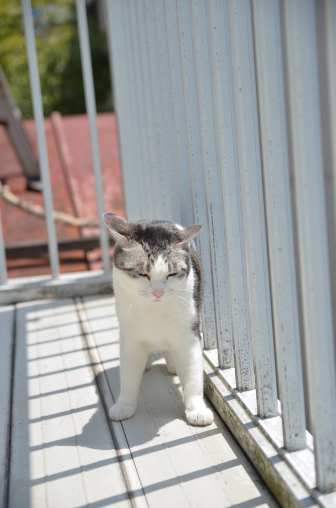 大地（ベランダ）を踏みしめるにゃ