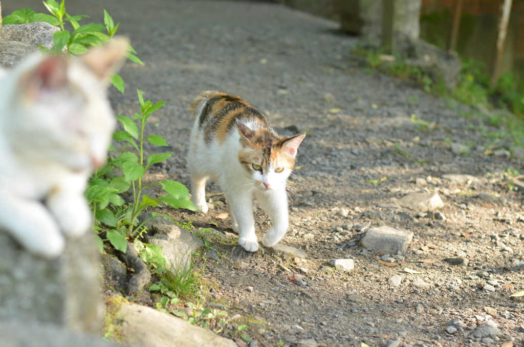 ワイルドにゃんだよ