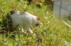 遊びじゃなくて狩りにゃんだ