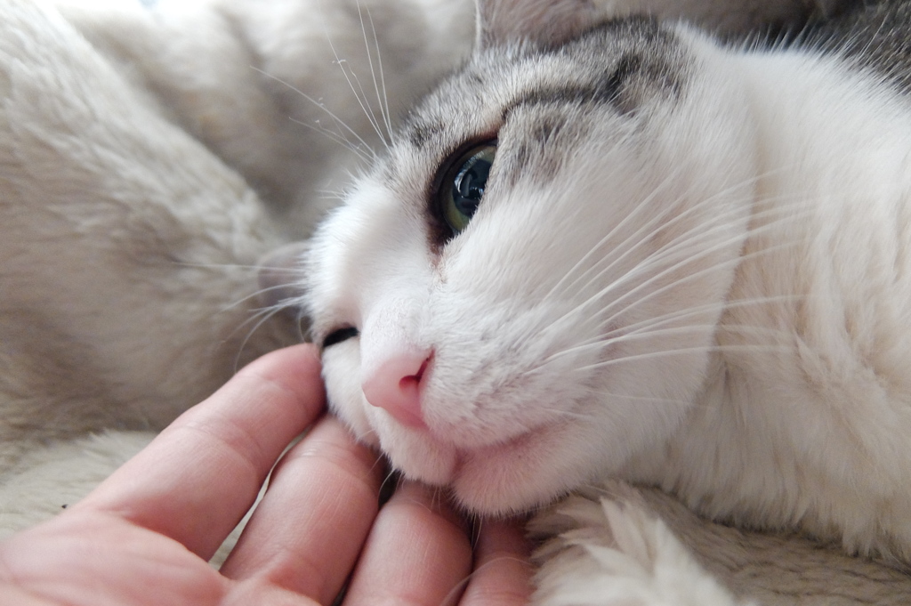 起こさにゃいで