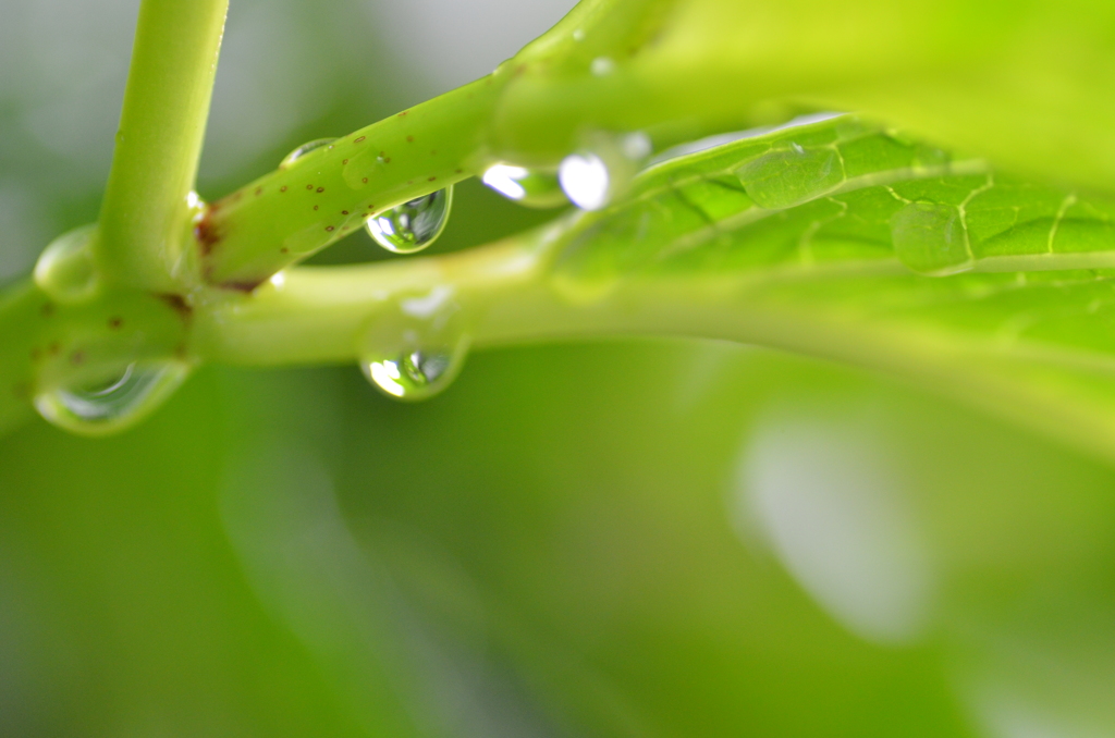 恵みの雨