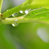 恵みの雨