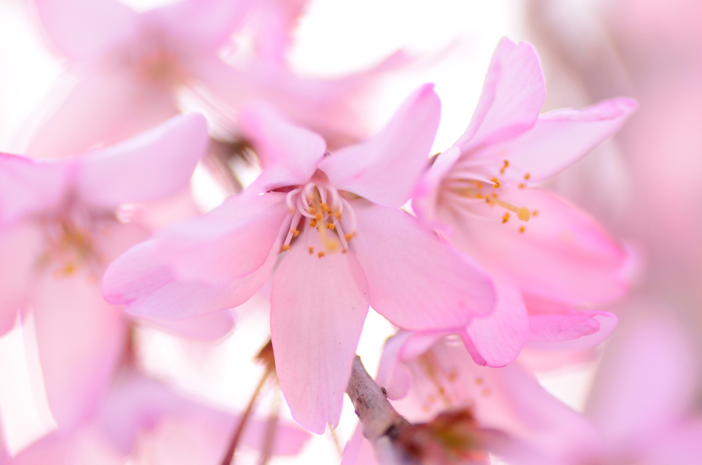 桜の香