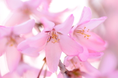 桜の香