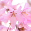 桜の香
